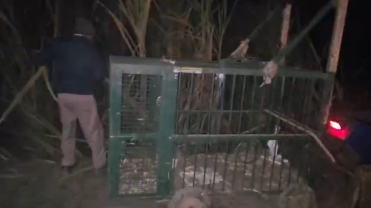 bulandshahr leopard scare forest department sets trap after sighting